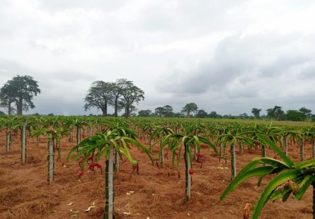 Fazenda de 200 hectares, no município do Dande, Bengo.